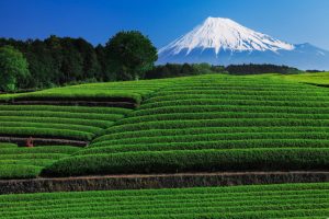 新宿個室居酒屋はたごで静岡の新茶を味わう