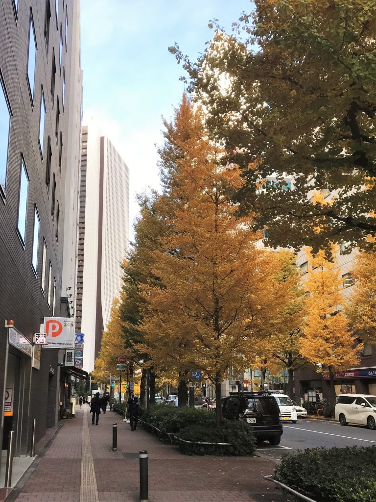 西新宿個室居酒屋はたごの前の通りのイチョウ並木が綺麗に黄葉しています 新宿の個室居酒屋なら新宿西口徒歩3分 大小7室の個室 炭遊酒菜 旅籠