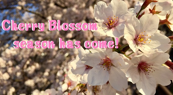 SAKURA(cherry blossom) starts blooming ! Let’s enjoy Hanami!