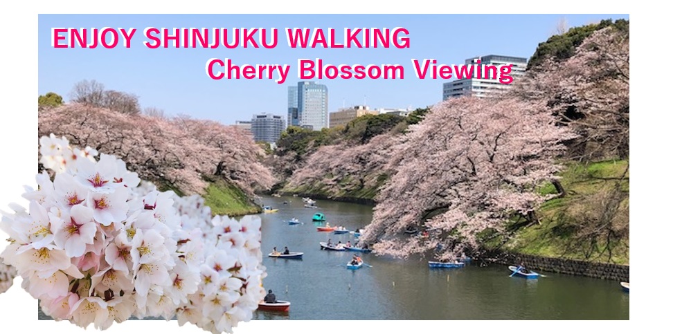 ENJOY SHINJUKU WALKING – Cherry Blossom Viewing