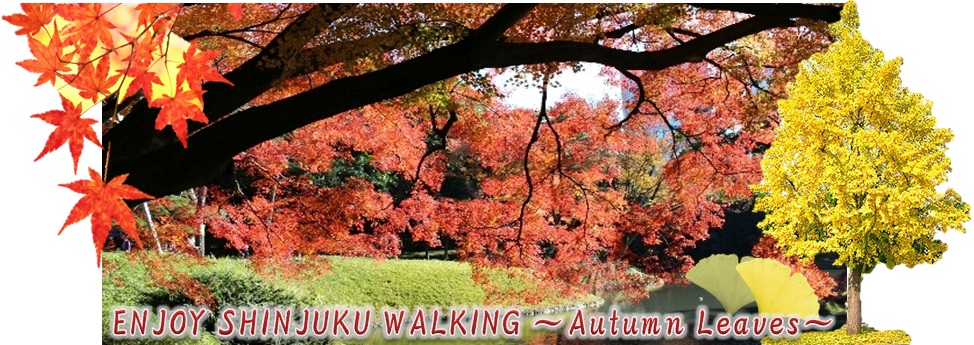 ENJOY SHINJUKU WALKING ～Autumn Leaves～