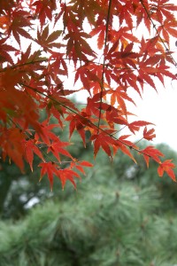 秋の行楽！東京でも見られる紅葉なら、皇室ゆかりの菊花壇展が開かれる新宿御苑