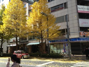 紅葉が見ごろです。新宿の街も、秋から冬へ。新宿かどやホテルより。