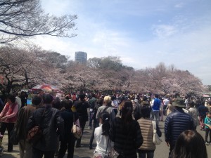 【お花見】桜が満開！上野公園まで電車で１本、新宿駅西口3分、かどやホテル。