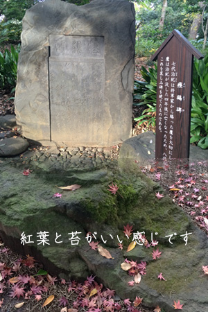 小石川後楽園は今紅葉が見頃です！（当ホテルからは約１９分）