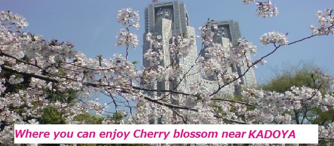 Cherry blossom starts blooming