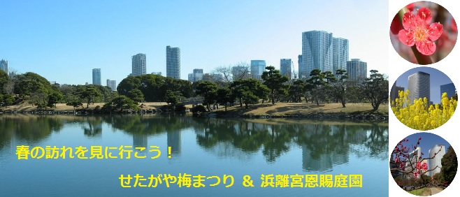 菜の花と梅の花が見ごろを迎えました 新宿かどやホテルから春の訪れを見に行こう 新宿のホテルなら新宿駅西口徒歩3分のビジネスホテル かどやホテル