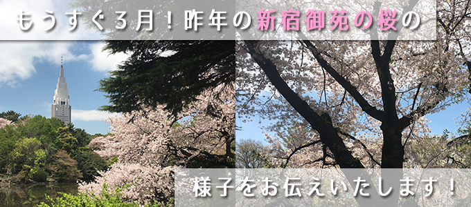 桜の季節が恋しいですね。昨年の新宿御苑の桜を紹介